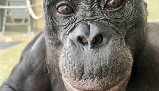 When Apes Imagine:                                              What a Tea Party Taught Scientists About the Mind