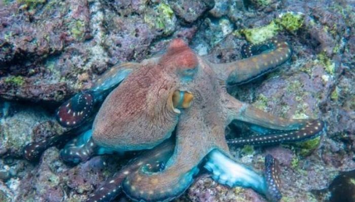 Eight arms, nine brains: The hidden intelligence of octopuses