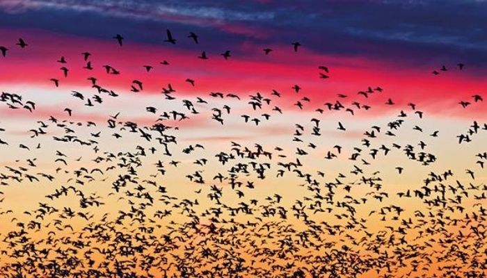 The remarkable lives of migratory birds